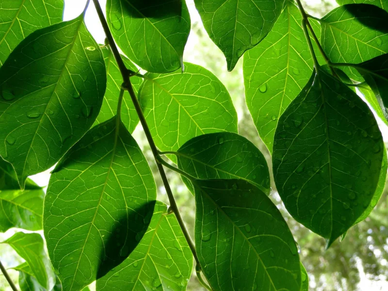 капли, листья, зелёные листья