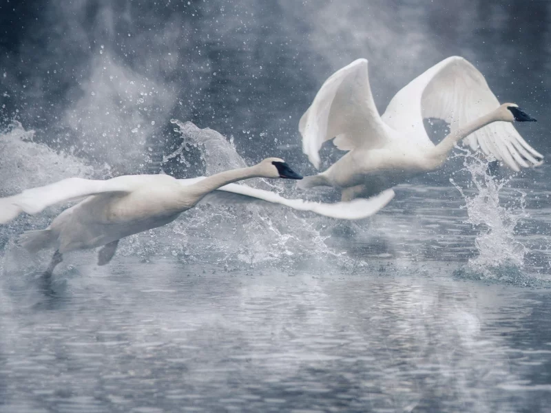 лебеди, вода
