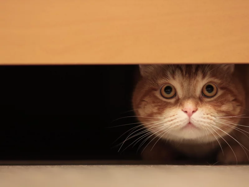 кот, взгляд