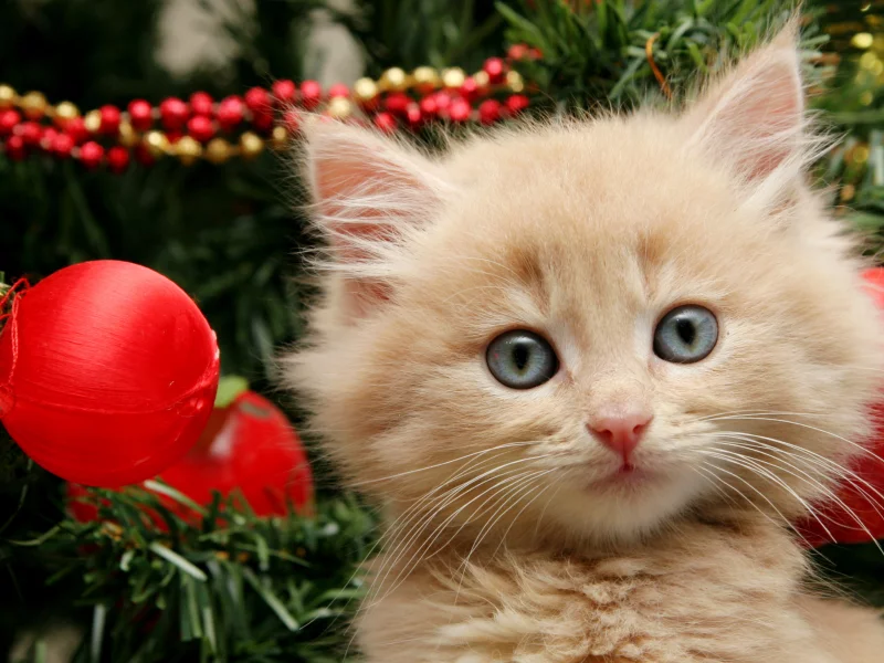 котёнок, маленький, новый год