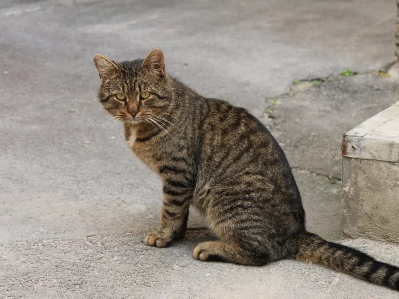 кошка, взгляд, животное