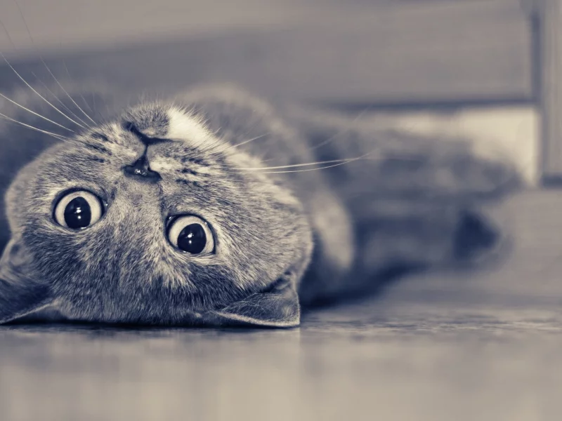 кот, взгляд, животное