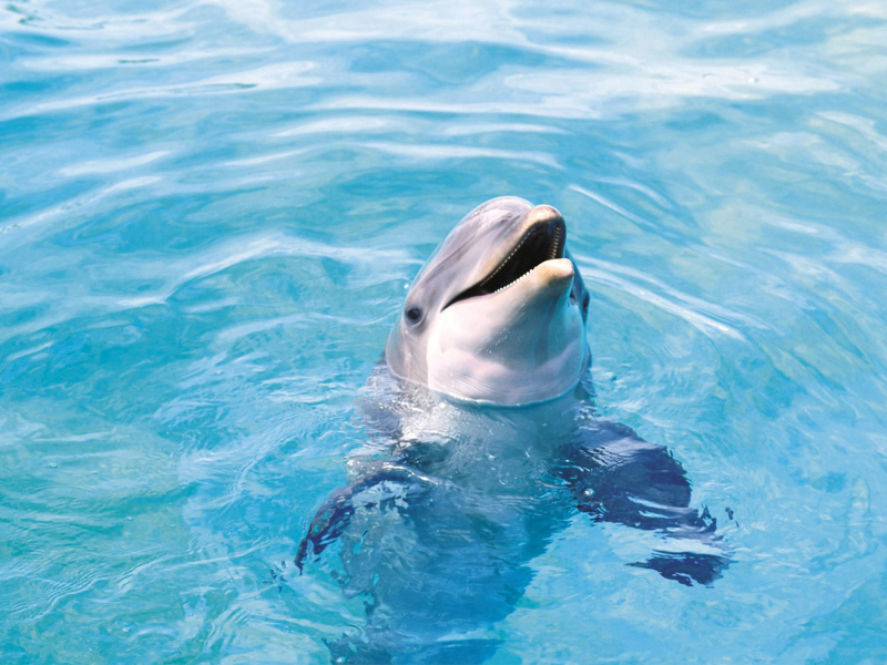 дельфин, в воде
