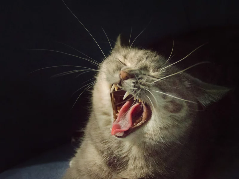 кот, пасть, зубы