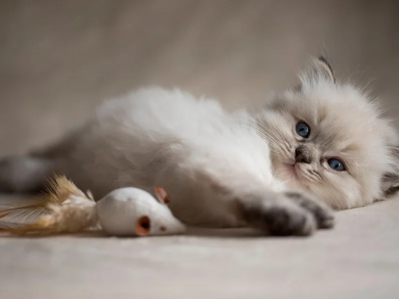 котёнок, маленький, взгляд
