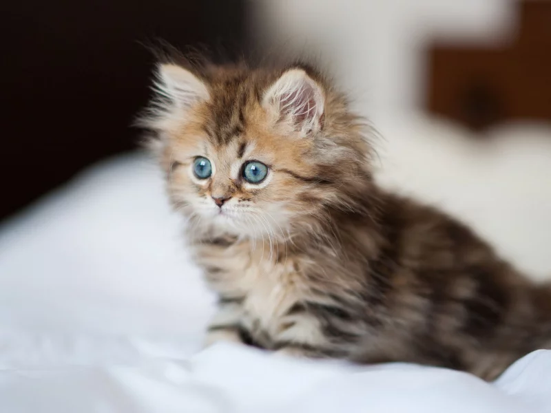 котёнок, маленький, животное