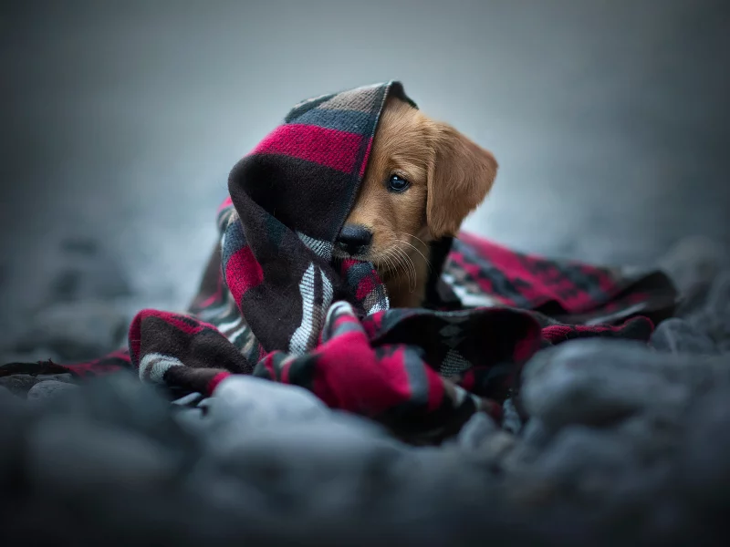 щенок, шарф, взгляд