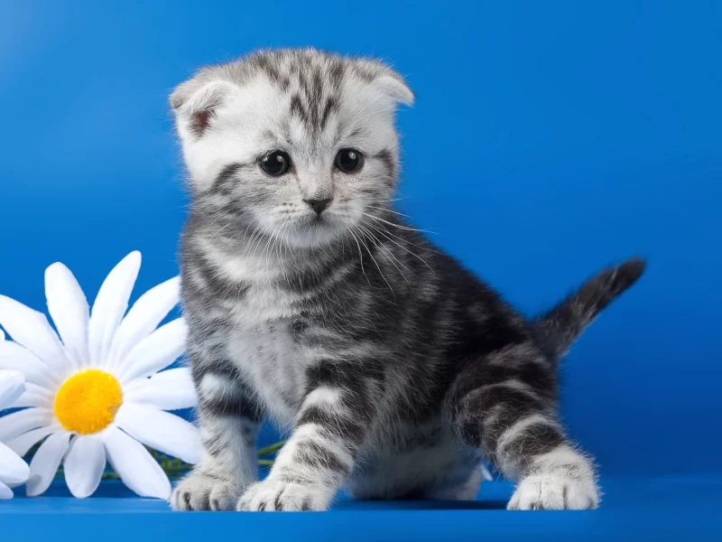 котёнок, маленький, вислоухий