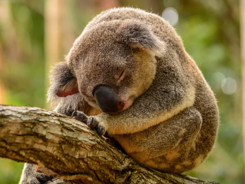 коала, дерево