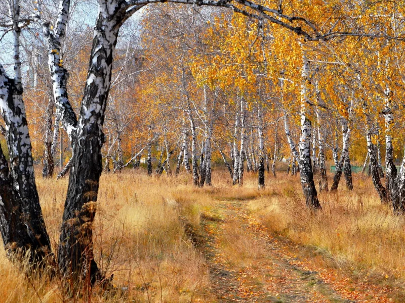 лес, осень