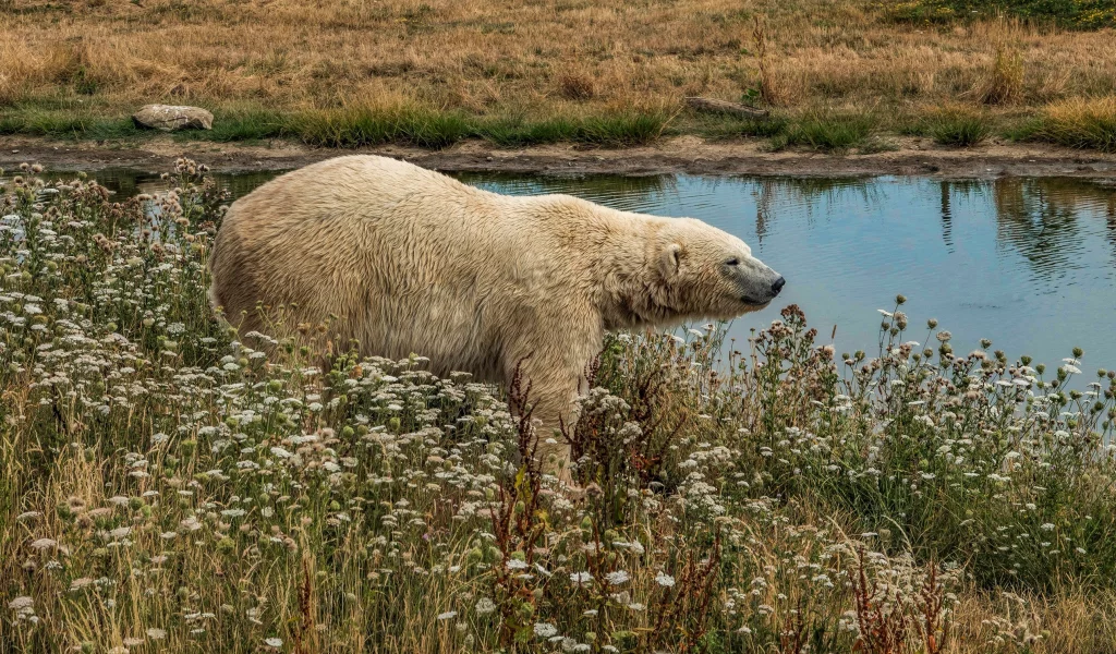 белый медведь, вода