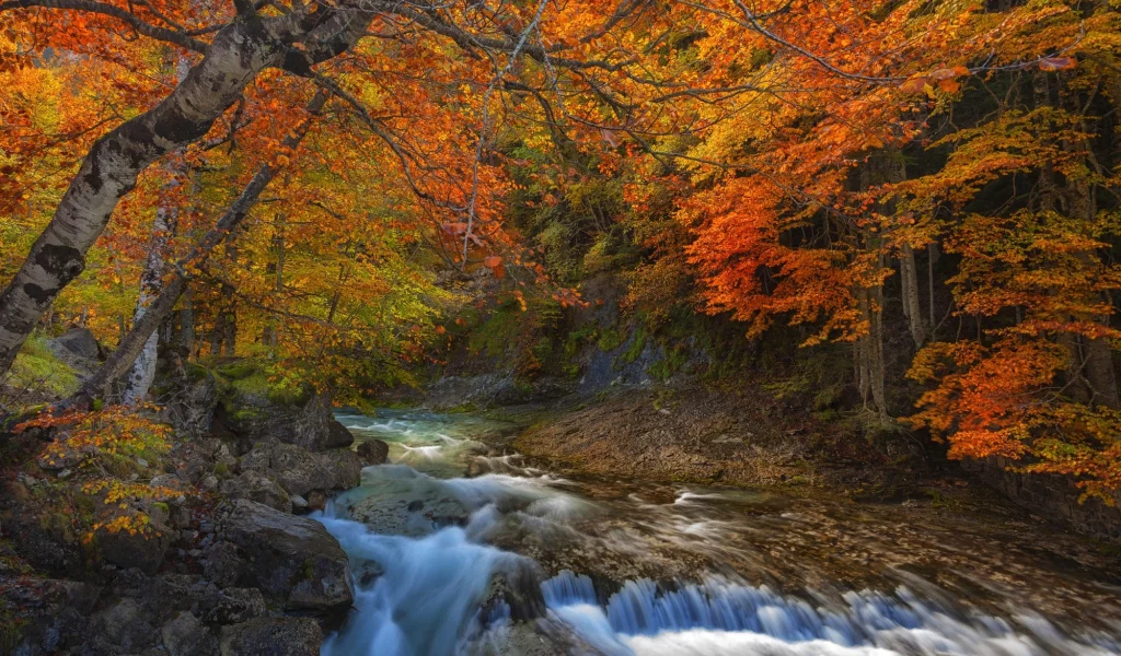 лес, деревья, вода