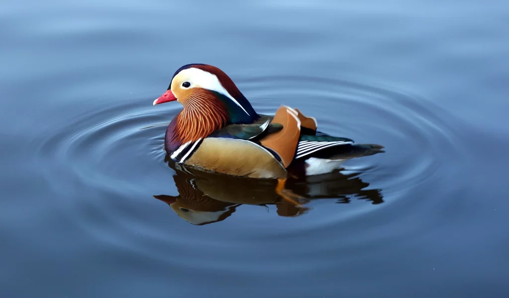 озеро, утка, вода, мандаринка