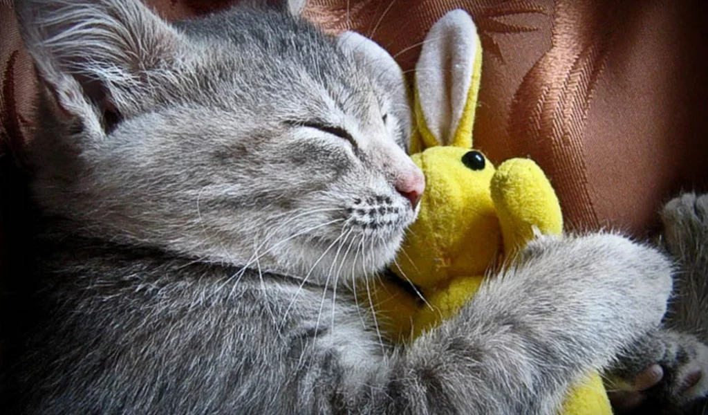 котёнок, спит с игрушкой