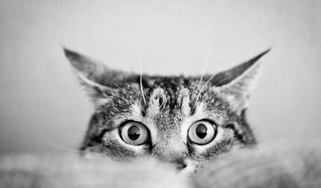 кот, глаза