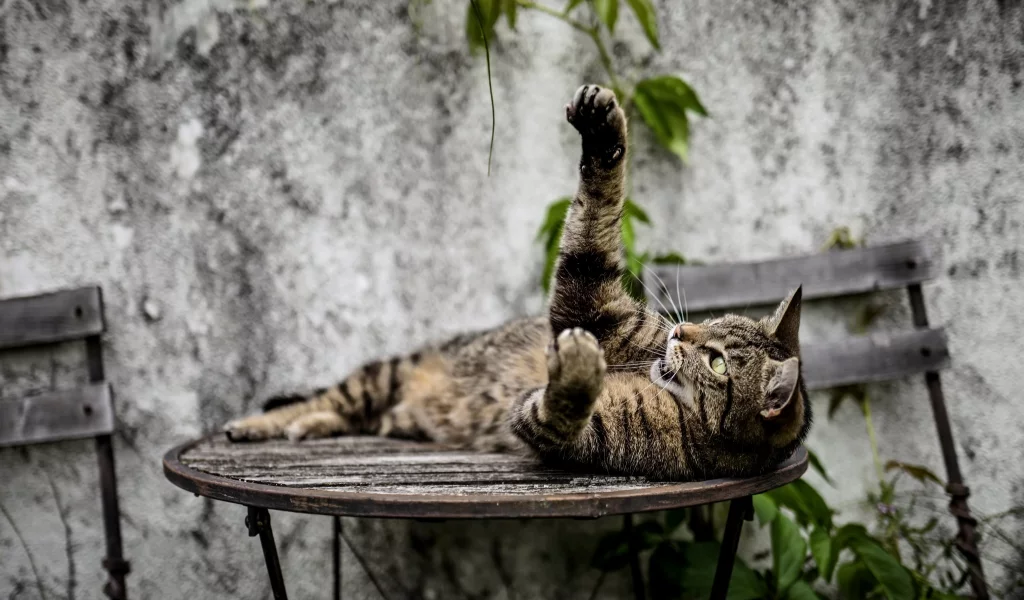 кошка, животные, лапа