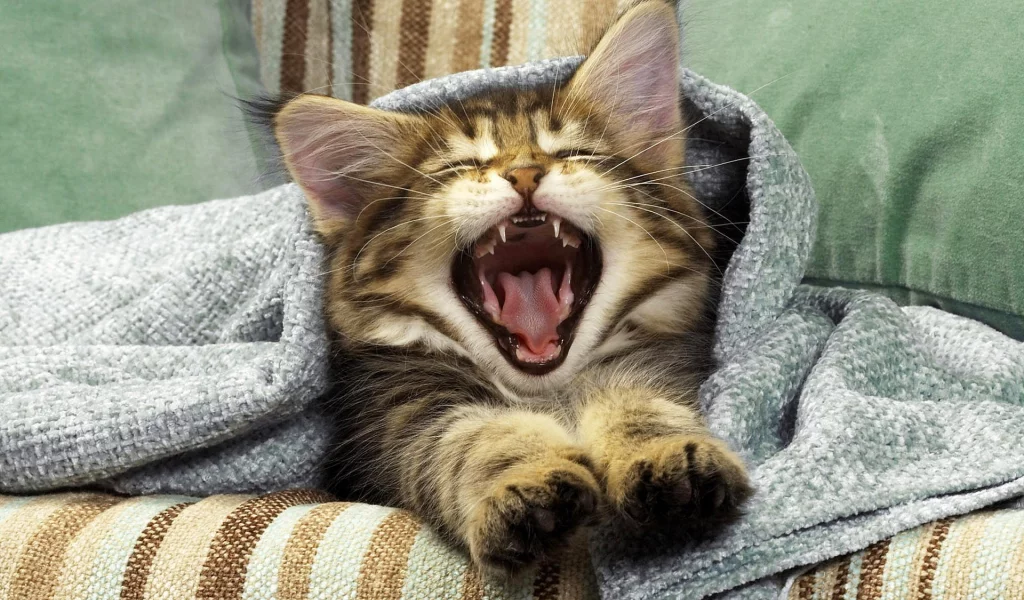 котёнок, пасть, усы