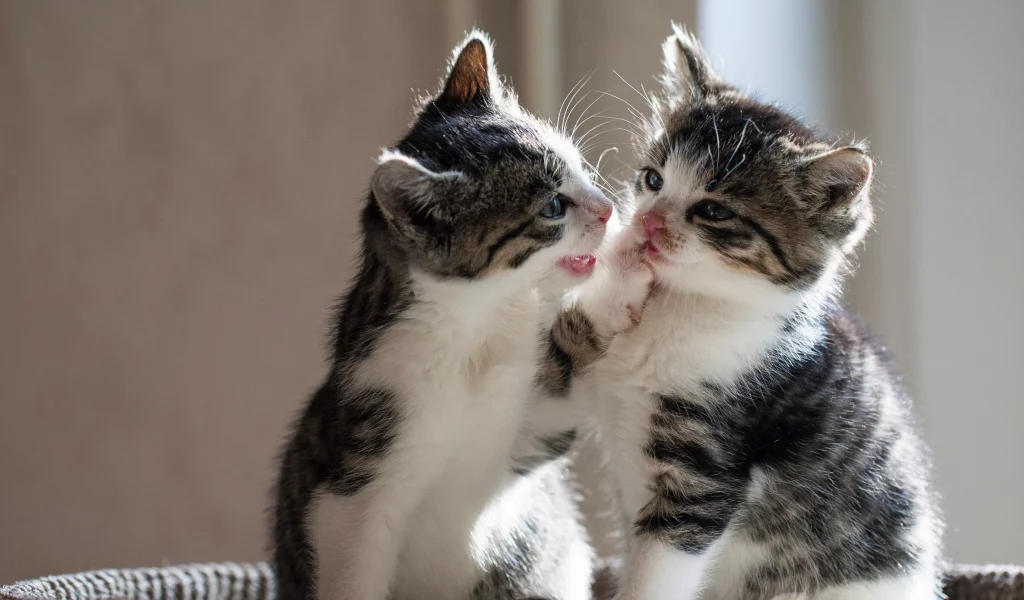 котята, играют