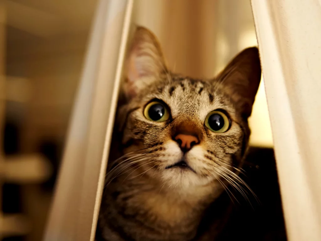 кот, взгляд