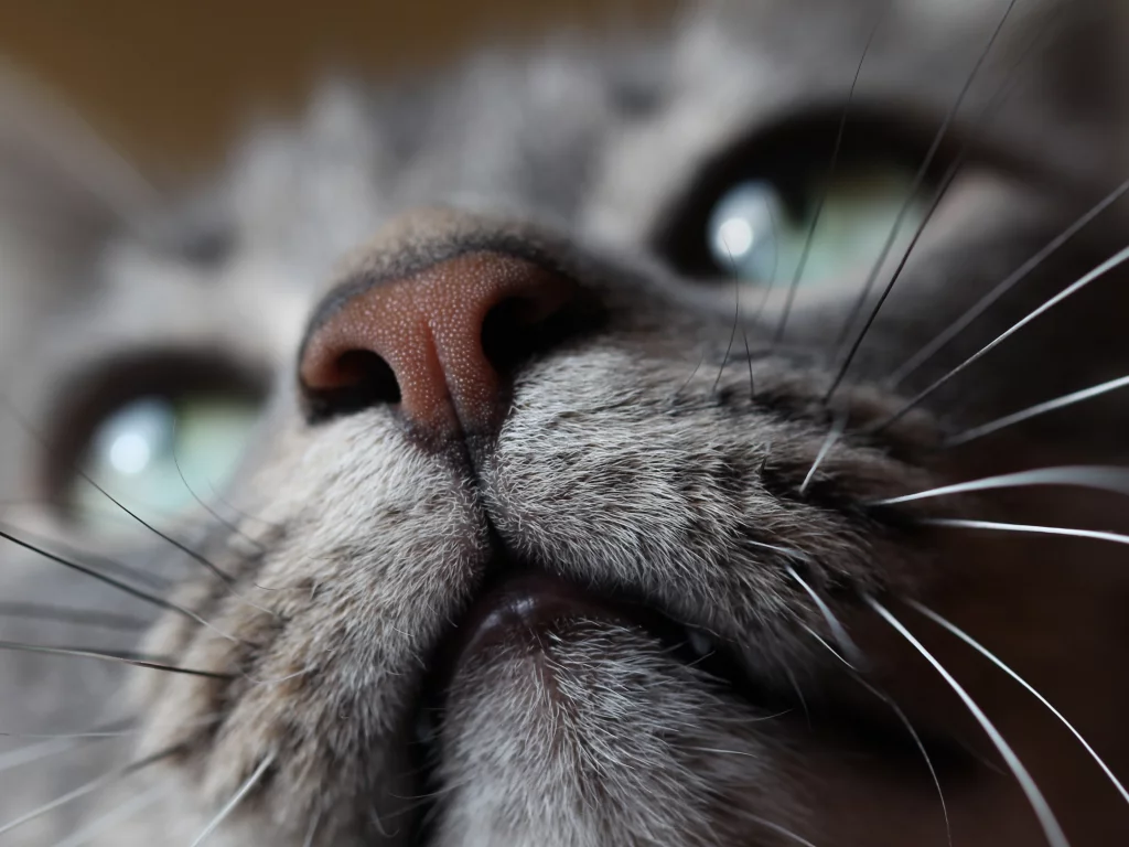 кошка, животные, взгляд