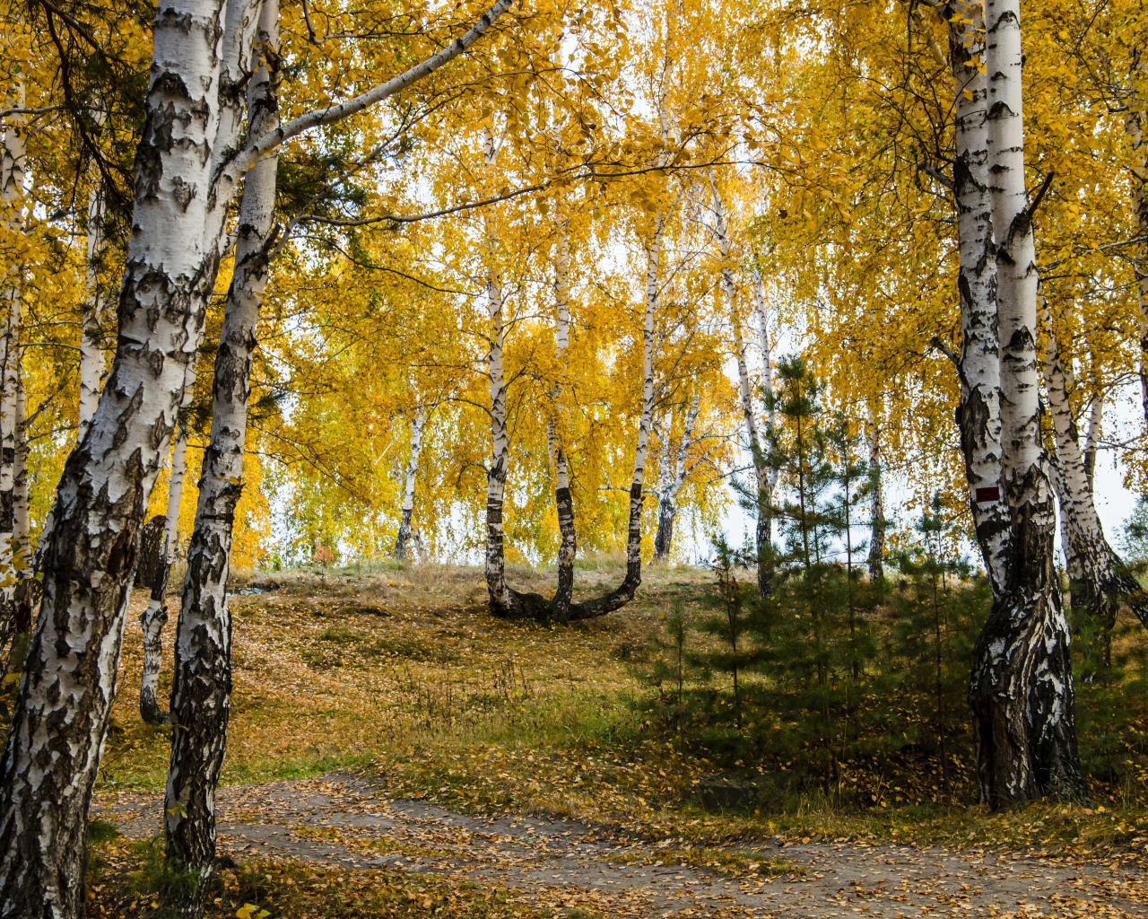 берёзы, листья, осень