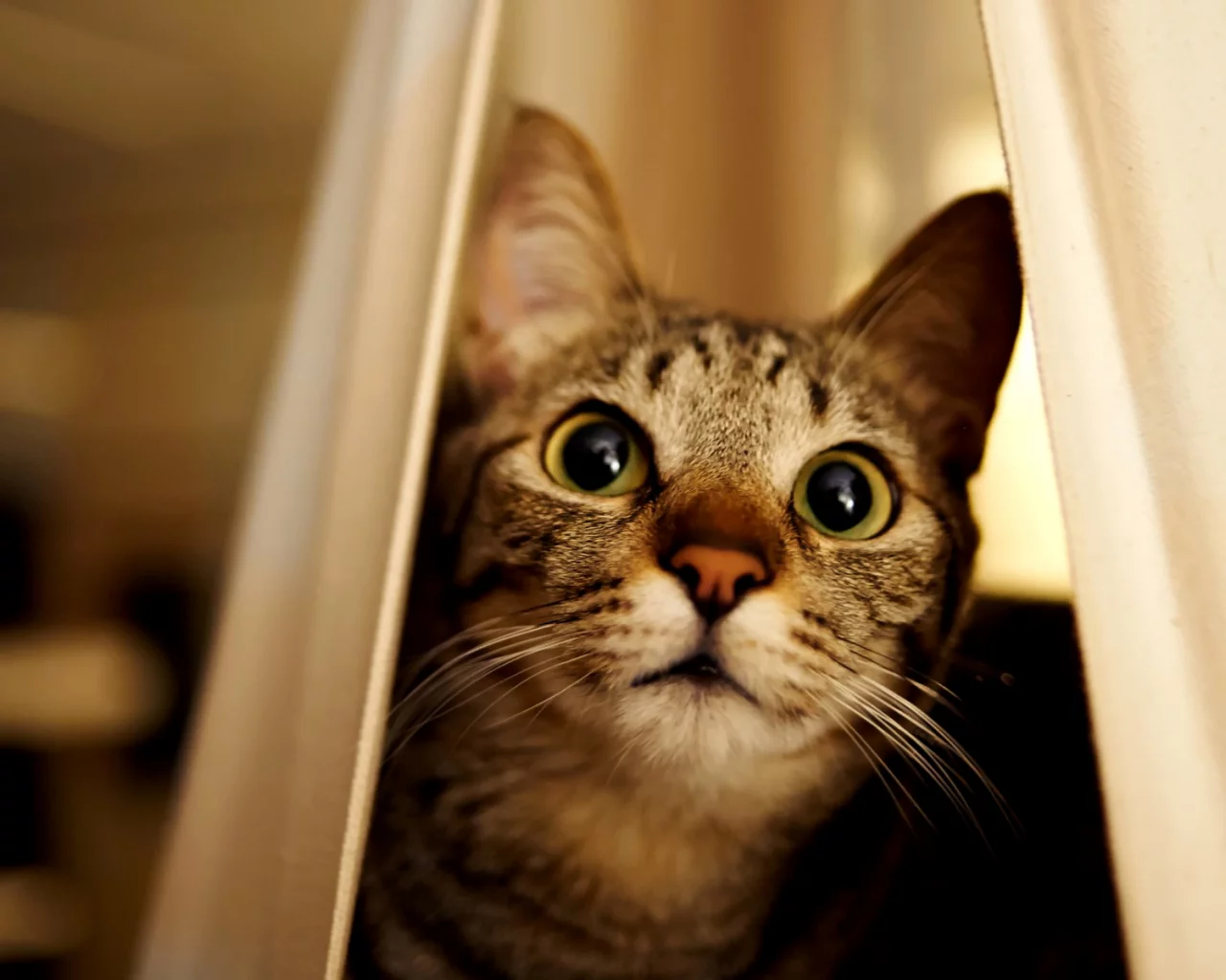 кот, взгляд