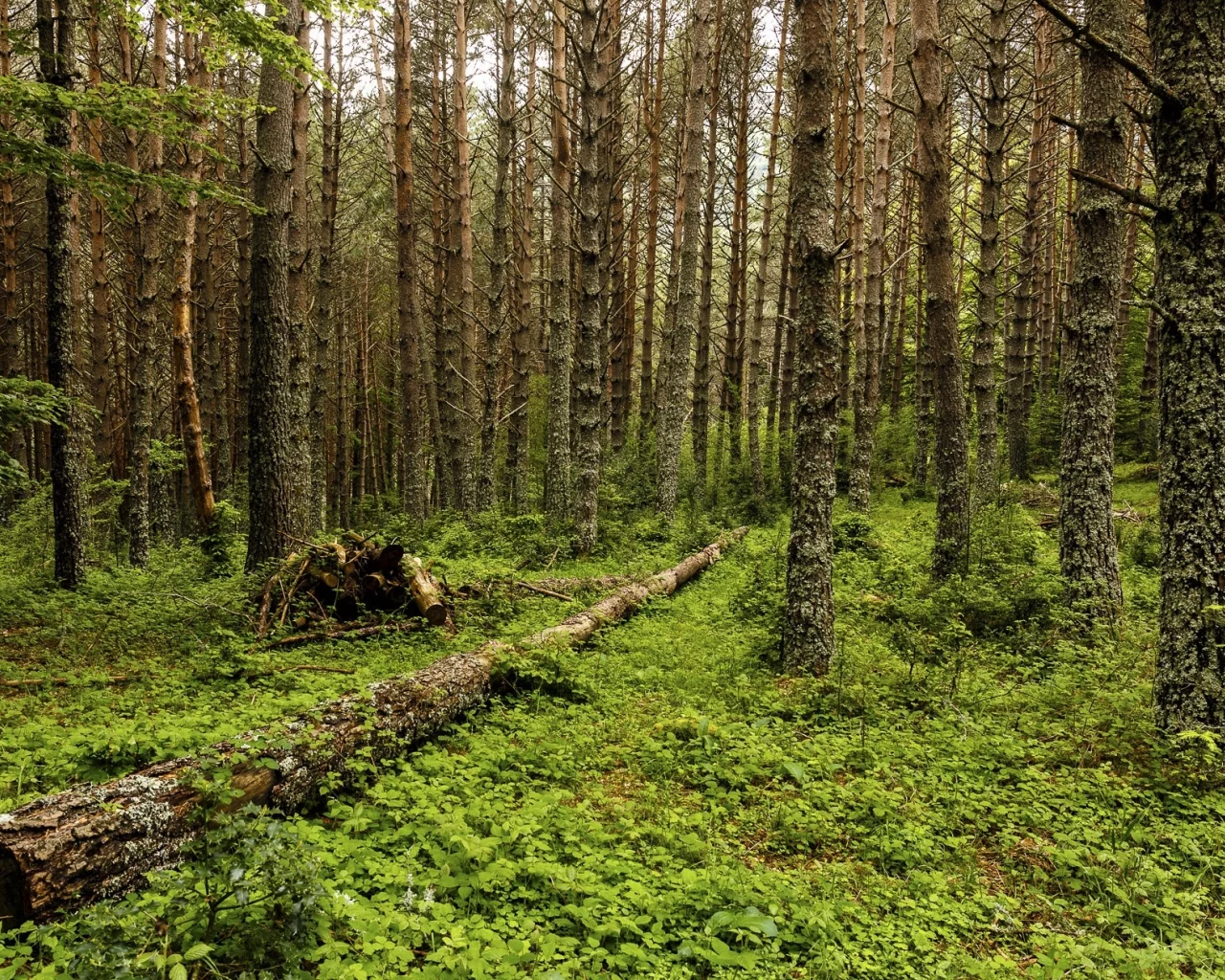 пейзаж, природа, красота
