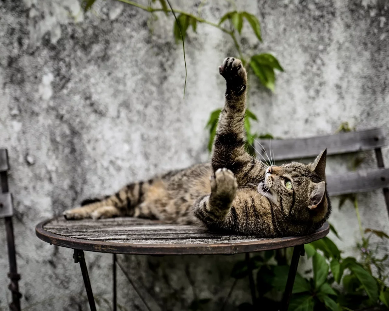 кошка, животные, лапа