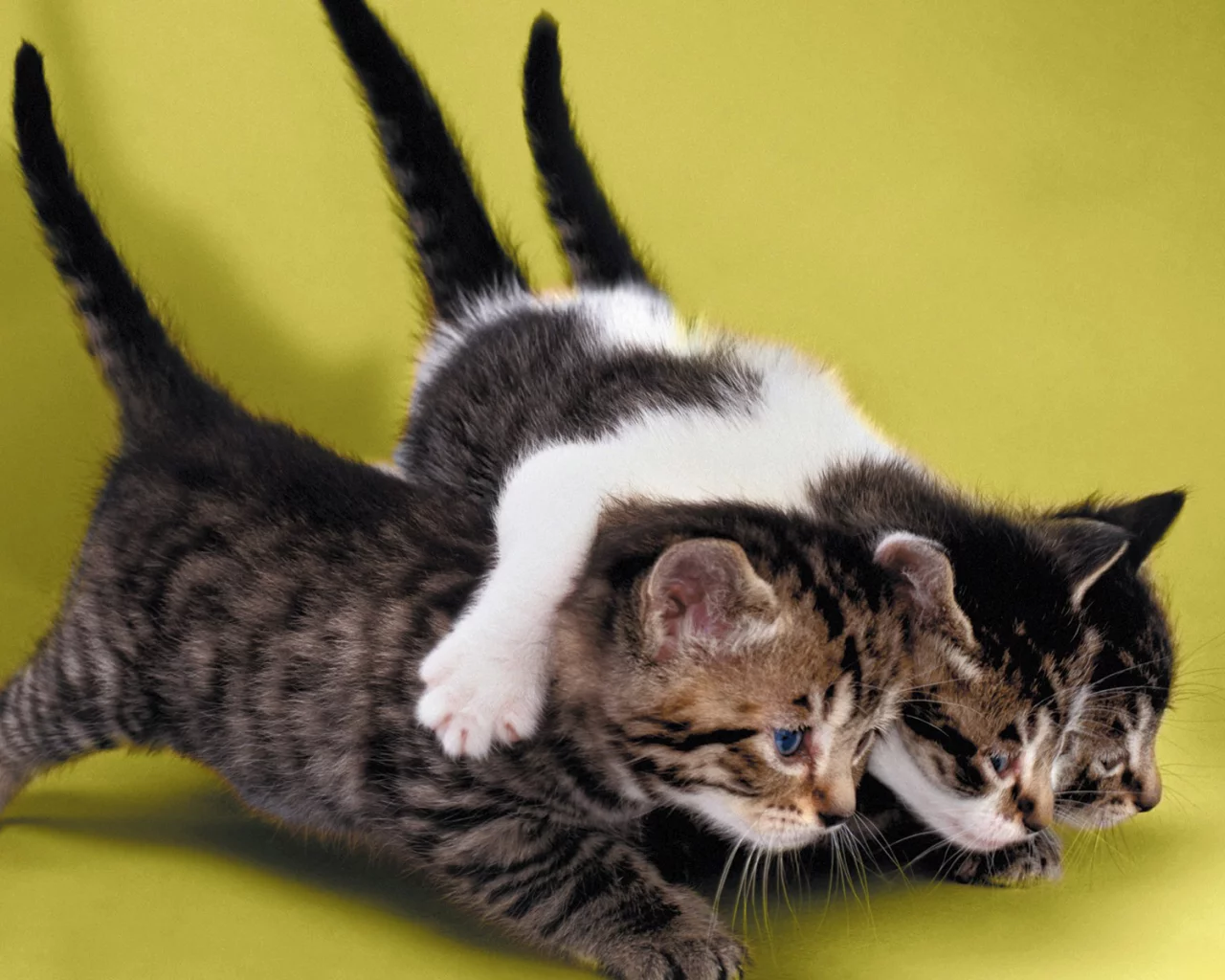 котята, маленькие, друзья