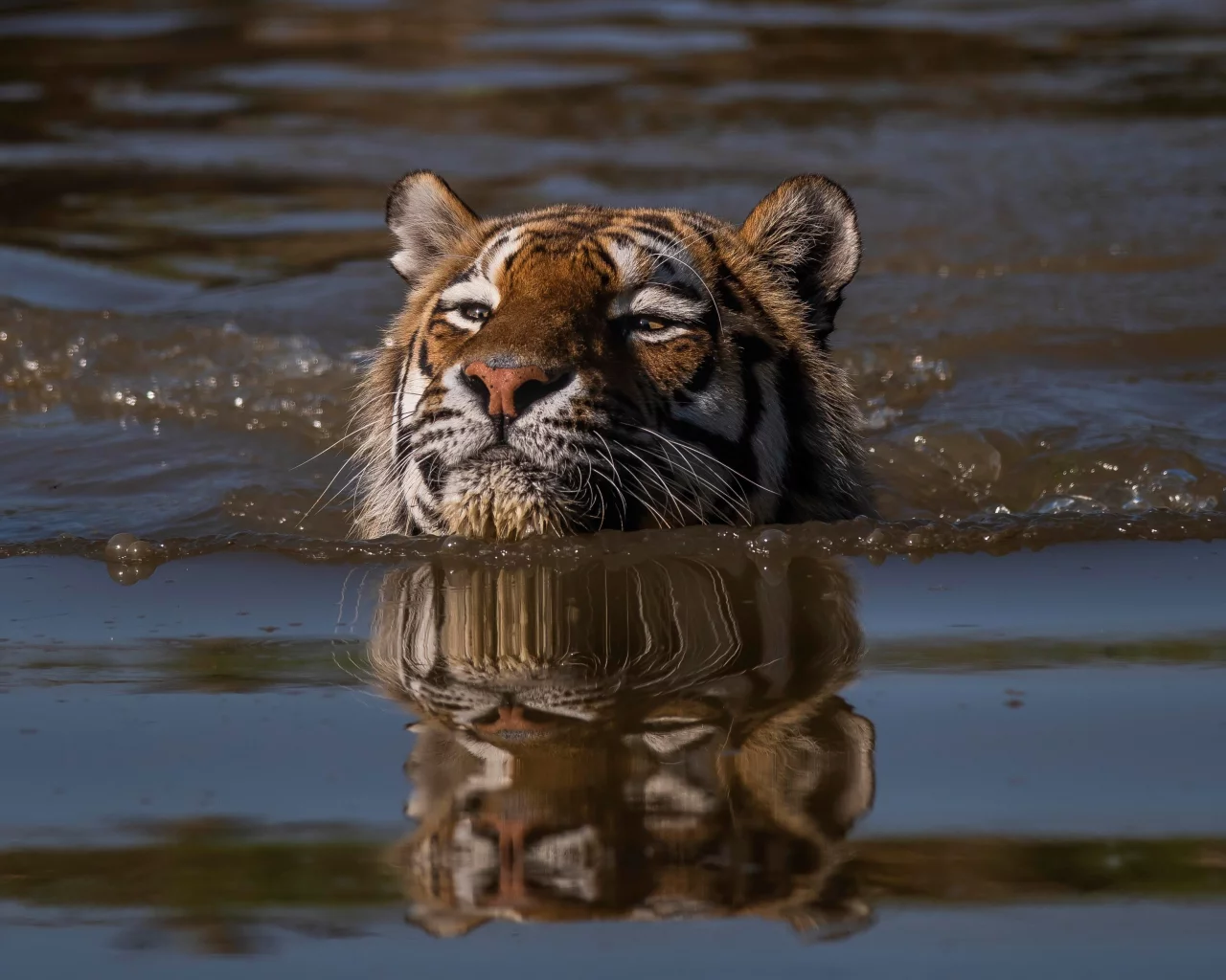 тигр, вода