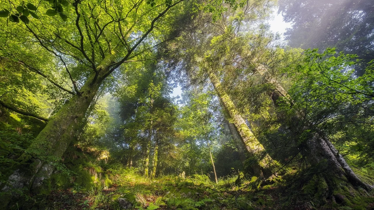 пейзаж, природа, красота