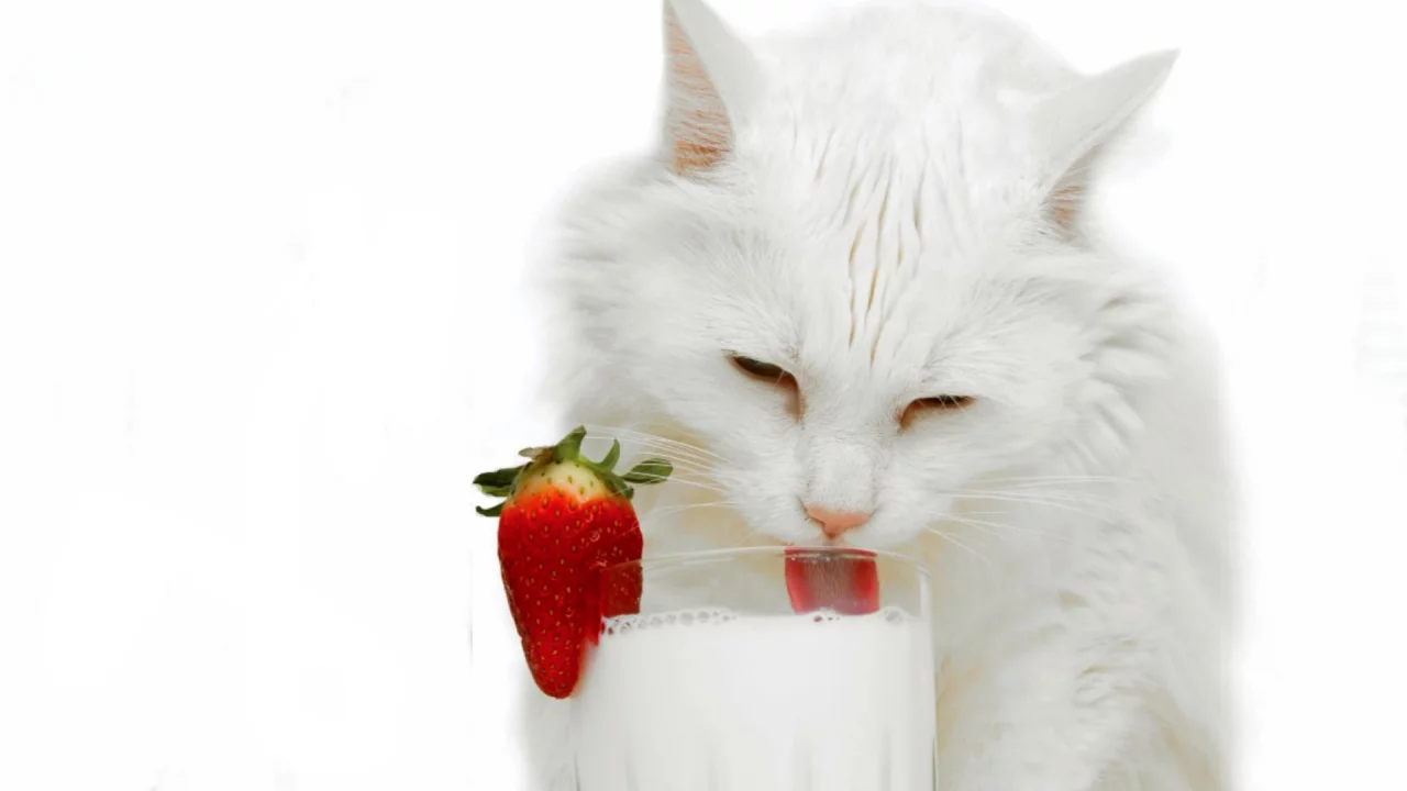 кошка, пьёт молоко