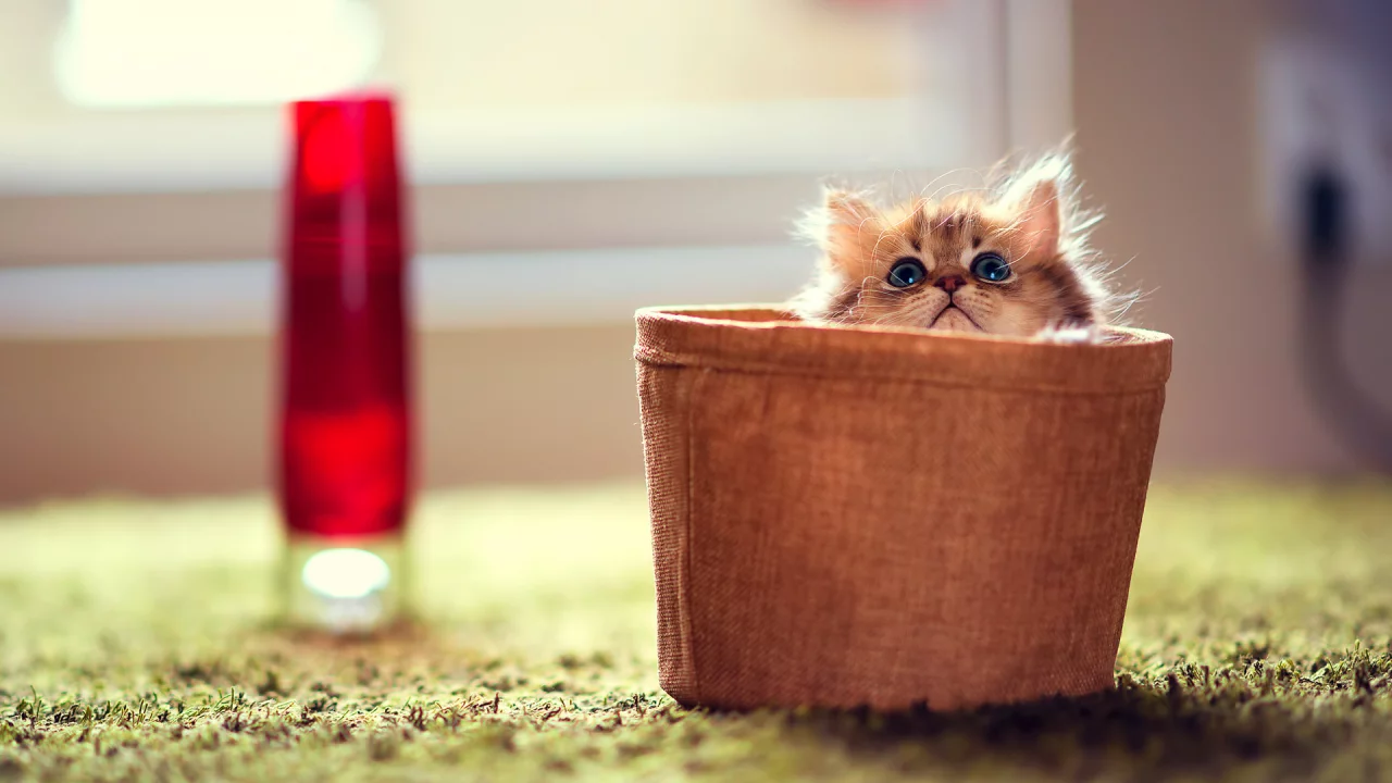 котёнок, маленький, сидит в горшке