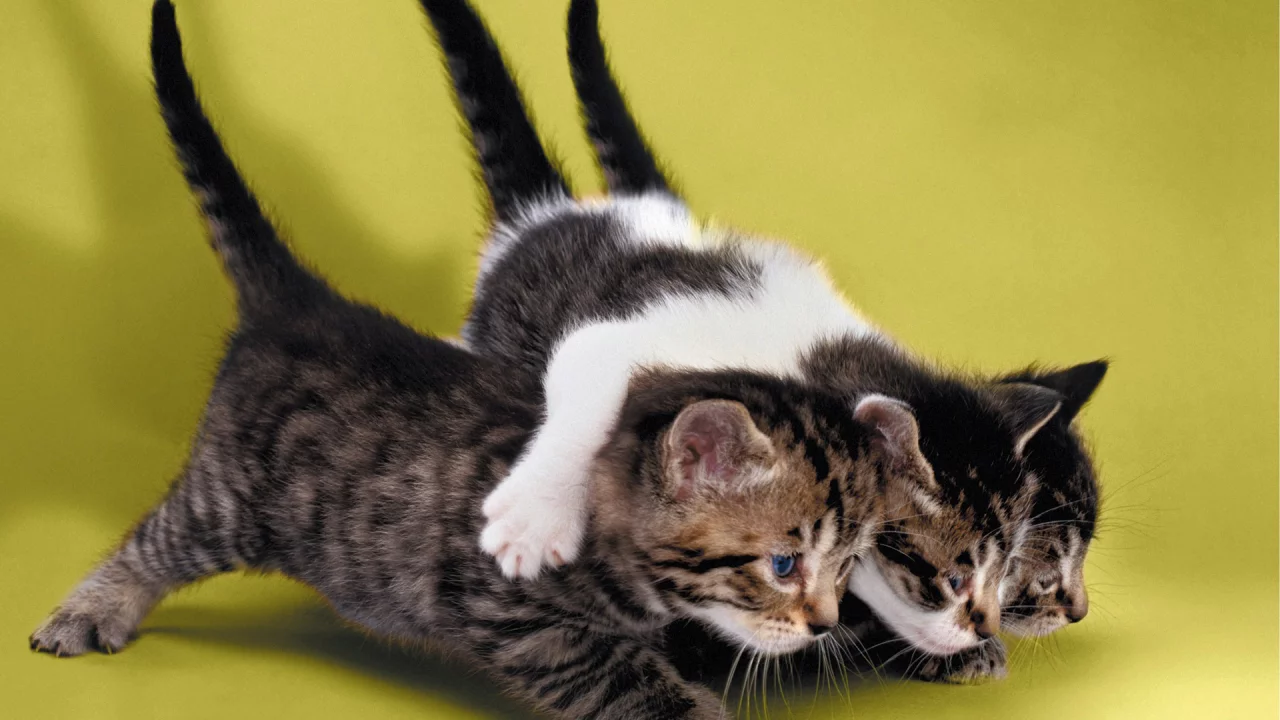 котята, маленькие, друзья