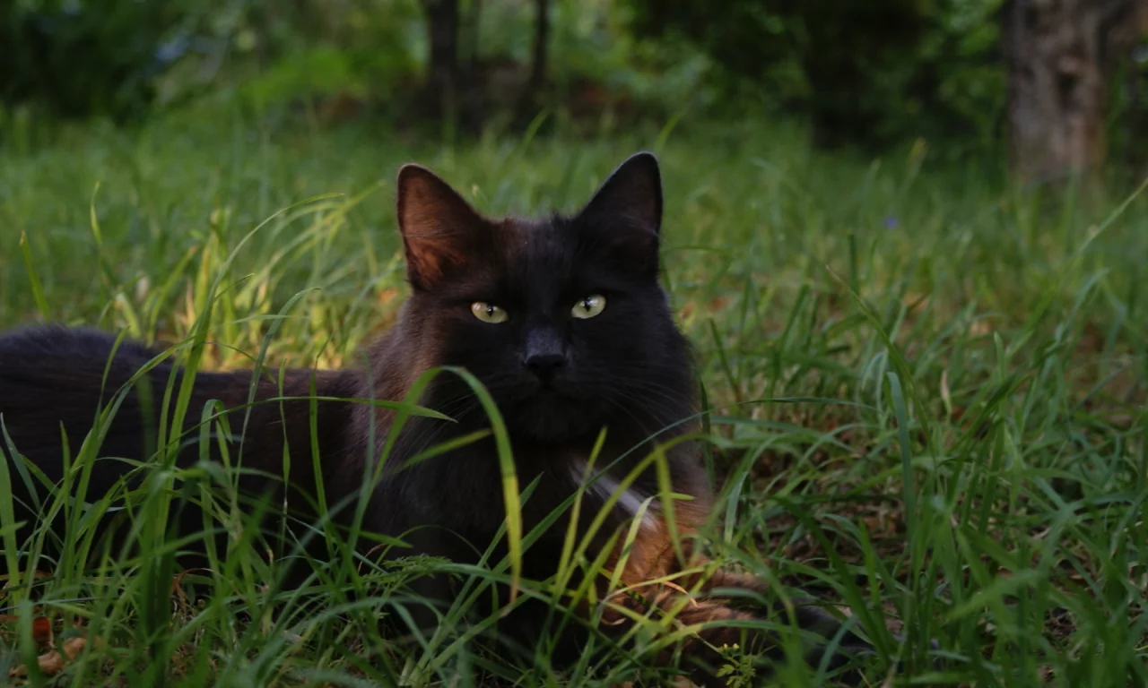 кошка, чёрная, в траве