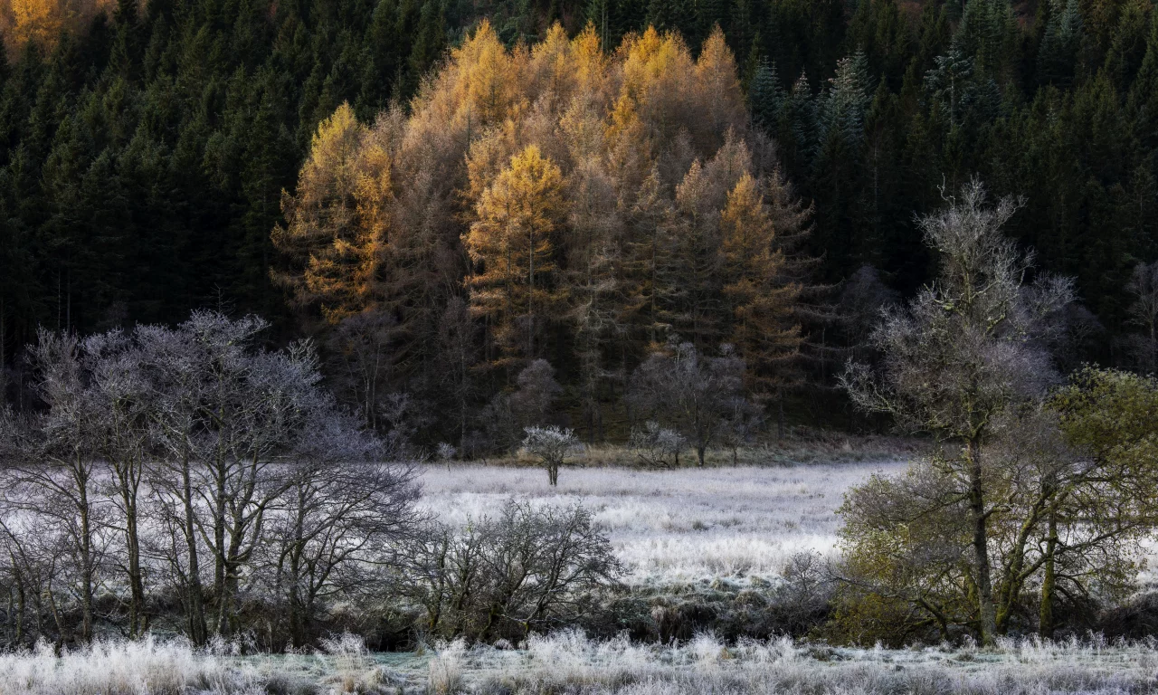 лес, осень