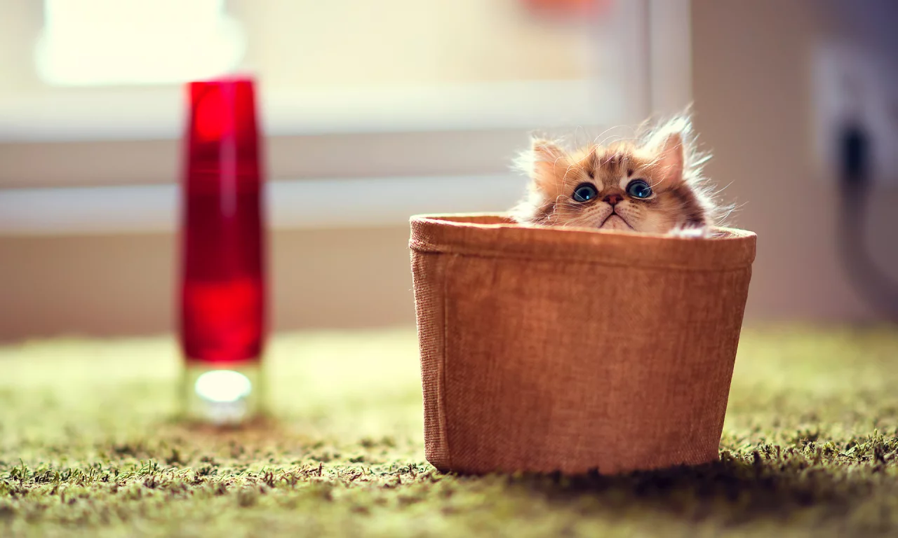 котёнок, маленький, сидит в горшке