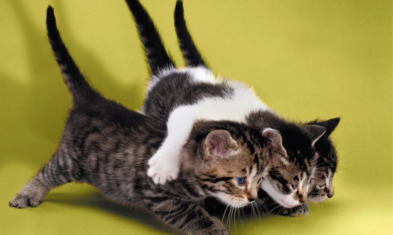котята, маленькие, друзья