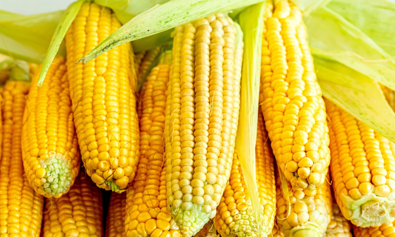 кукуруза, початки, урожай