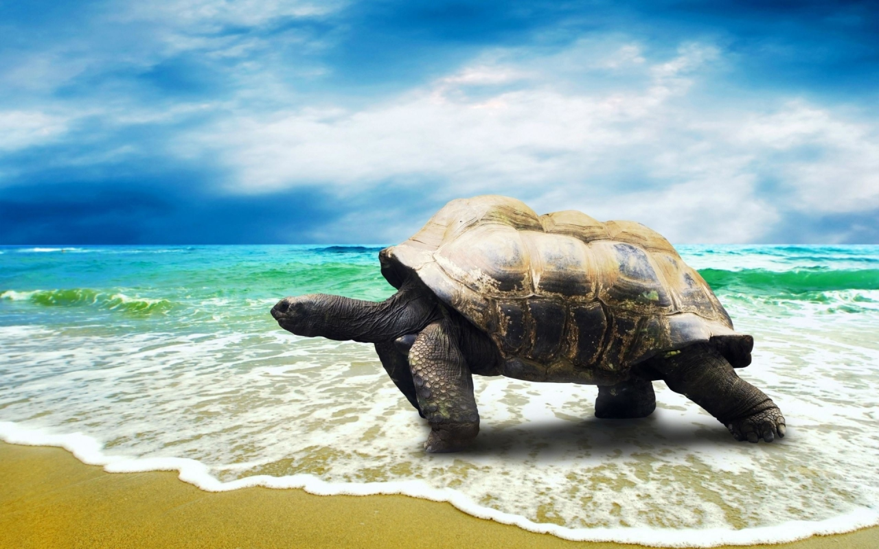 черепаха, берег, море