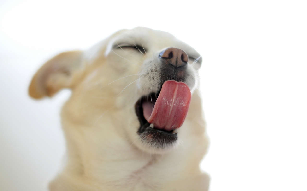 собака, язык