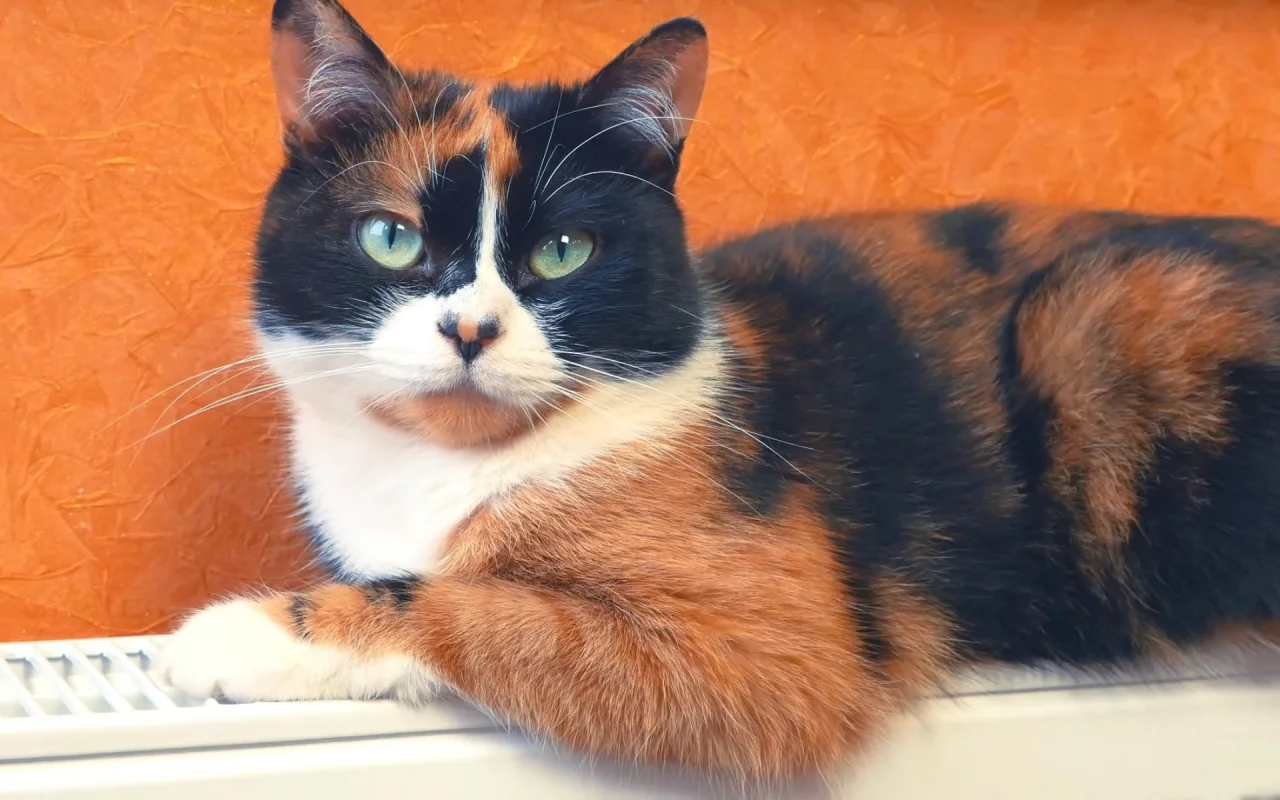 кот, взгляд, животное
