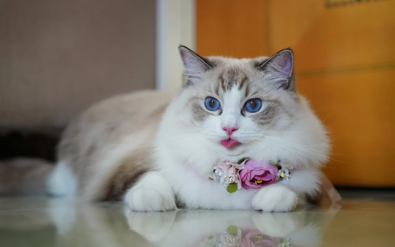 кошка, животные, взгляд