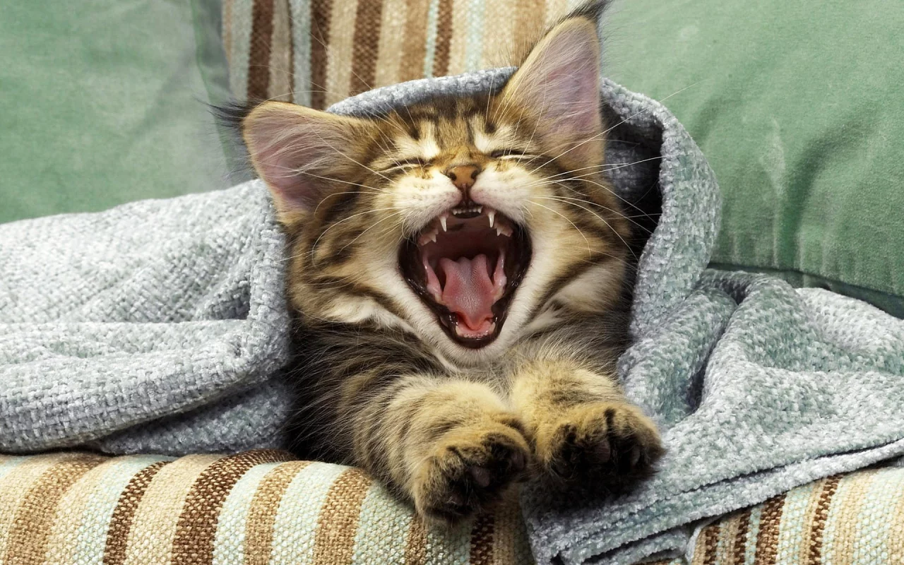 котёнок, пасть, усы