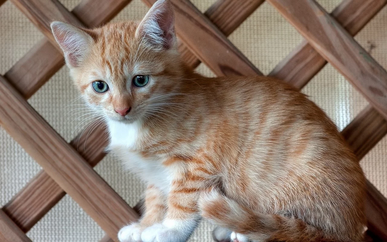 кот, взгляд, усы