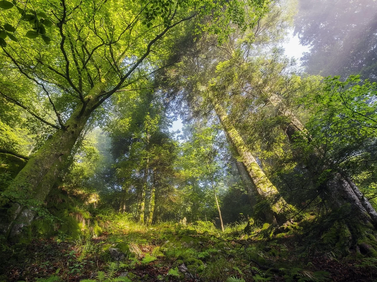 пейзаж, природа, красота
