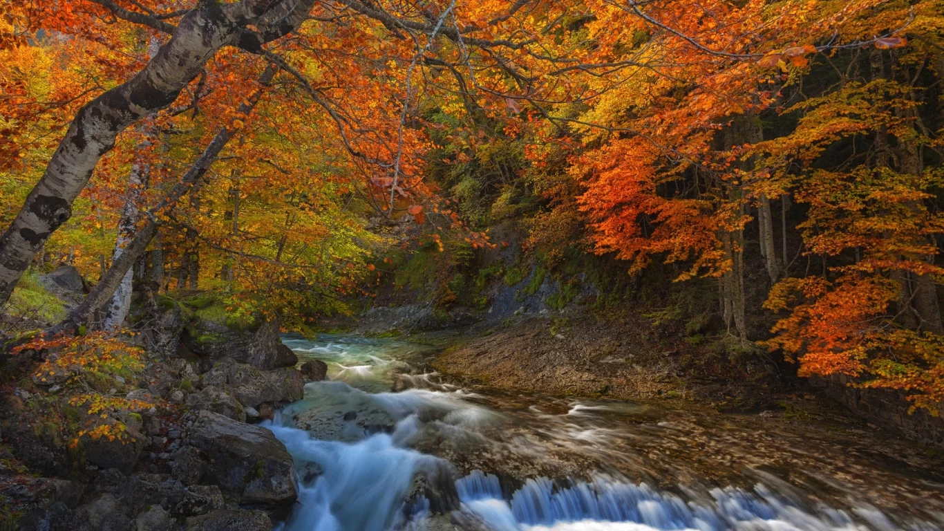лес, деревья, вода