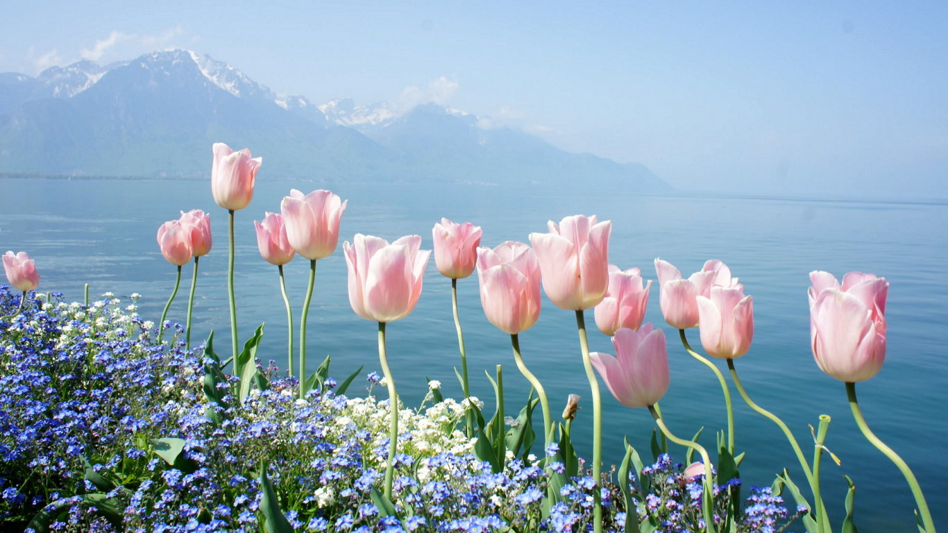 цветы, тюльпаны, розовые