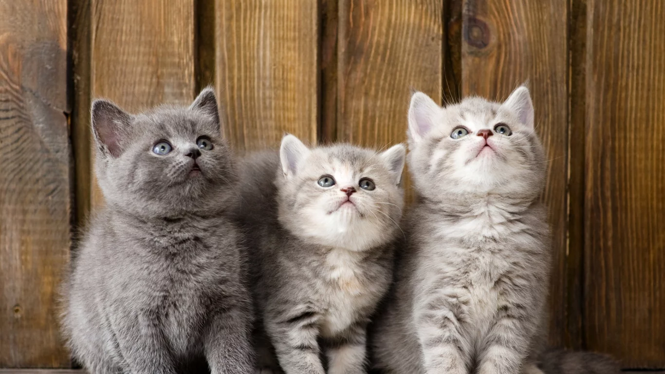 котята, маленькие, смотрят