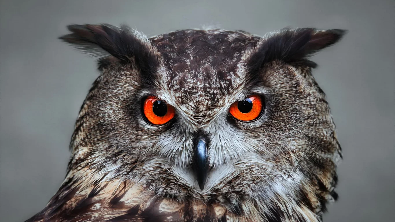 филин, взгляд